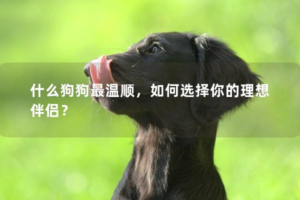 什么狗狗最温顺，如何选择你的理想伴侣？