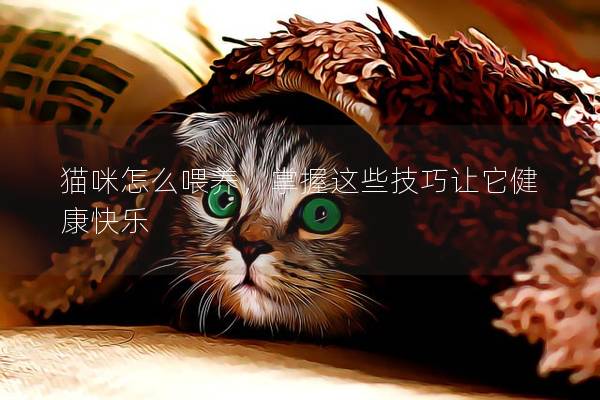 猫咪怎么喂养，掌握这些技巧让它健康快乐
