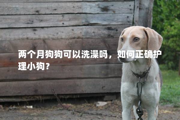 两个月狗狗可以洗澡吗，如何正确护理小狗？