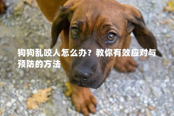狗狗乱咬人怎么办？教你有效应对与预防的方法