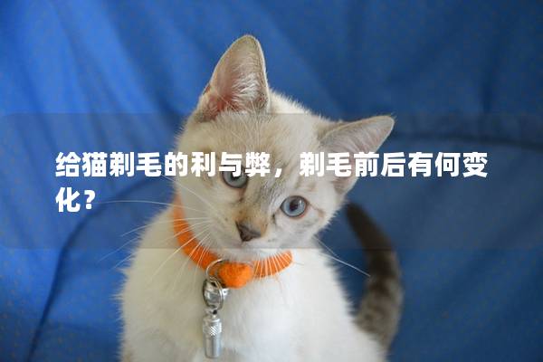 给猫剃毛的利与弊，剃毛前后有何变化？