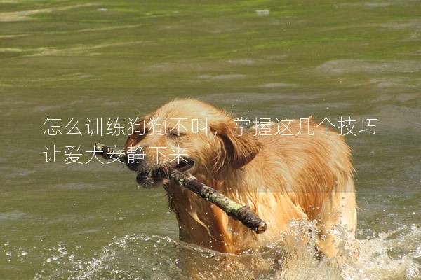 怎么训练狗狗不叫，掌握这几个技巧让爱犬安静下来