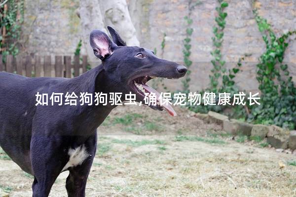 如何给狗狗驱虫,确保宠物健康成长
