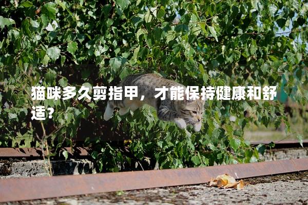 猫咪多久剪指甲，才能保持健康和舒适？
