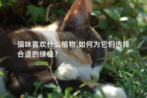 猫咪喜欢什么植物,如何为它们选择合适的绿植？
