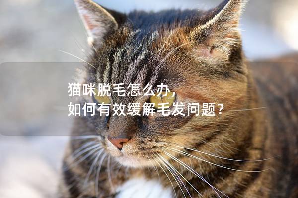 猫咪脱毛怎么办, 如何有效缓解毛发问题？