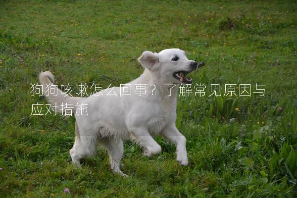 狗狗咳嗽怎么回事？了解常见原因与应对措施