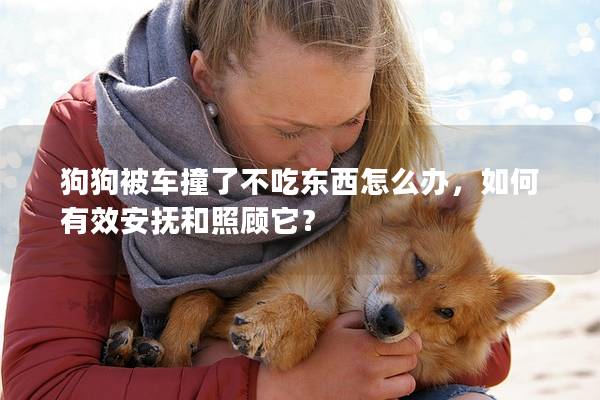 狗狗被车撞了不吃东西怎么办，如何有效安抚和照顾它？