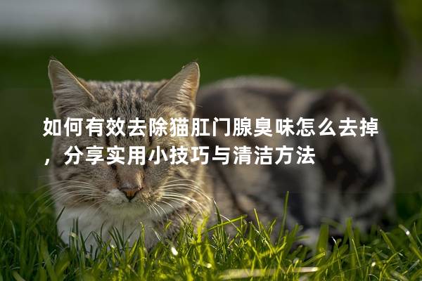 如何有效去除猫肛门腺臭味怎么去掉，分享实用小技巧与清洁方法