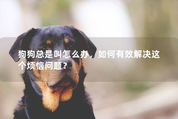 狗狗总是叫怎么办，如何有效解决这个烦恼问题？