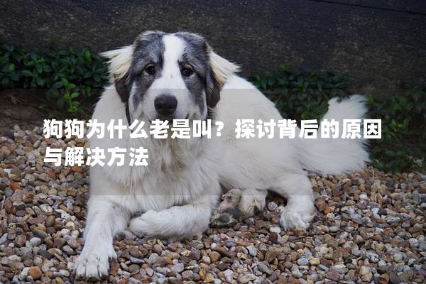 狗狗为什么老是叫？探讨背后的原因与解决方法