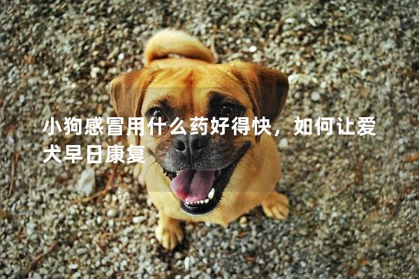 小狗感冒用什么药好得快，如何让爱犬早日康复