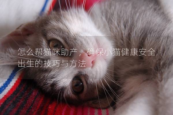 怎么帮猫咪助产，确保小猫健康安全出生的技巧与方法