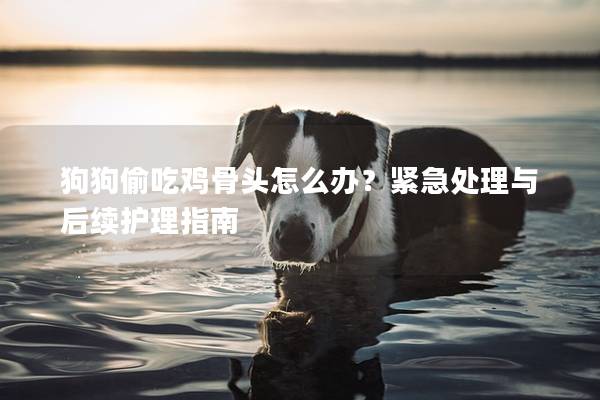 狗狗偷吃鸡骨头怎么办？紧急处理与后续护理指南