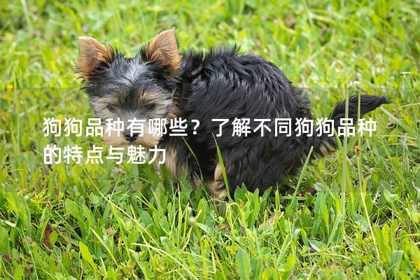 狗狗品种有哪些？了解不同狗狗品种的特点与魅力