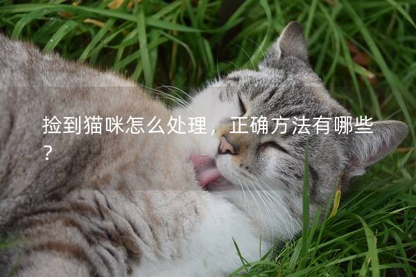 捡到猫咪怎么处理，正确方法有哪些？