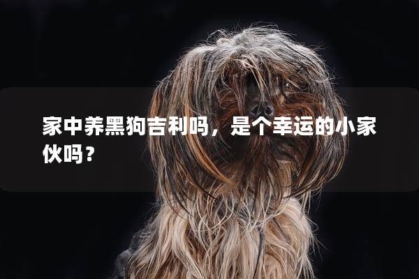 家中养黑狗吉利吗，是个幸运的小家伙吗？