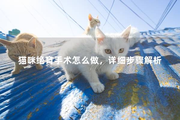 猫咪绝育手术怎么做，详细步骤解析