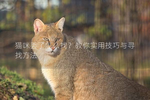 猫咪丢了怎么找？教你实用技巧与寻找方法