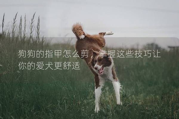 狗狗的指甲怎么剪，掌握这些技巧让你的爱犬更舒适