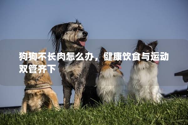狗狗不长肉怎么办，健康饮食与运动双管齐下