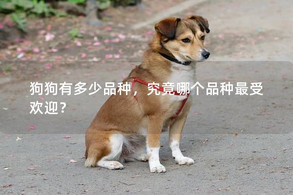 狗狗有多少品种，究竟哪个品种最受欢迎？