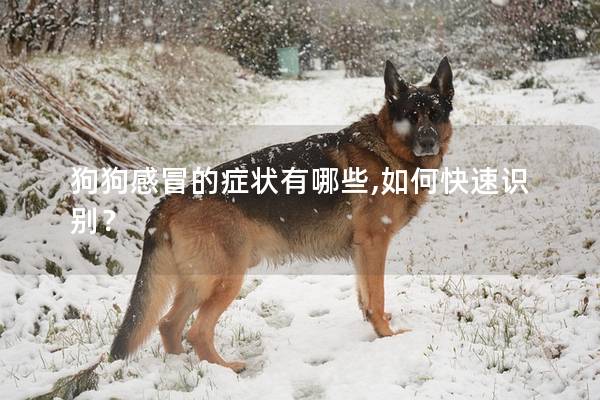 狗狗感冒的症状有哪些,如何快速识别？