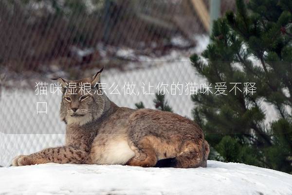 猫咪湿粮怎么做,让你的猫咪爱不释口