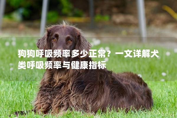 狗狗呼吸频率多少正常？一文详解犬类呼吸频率与健康指标