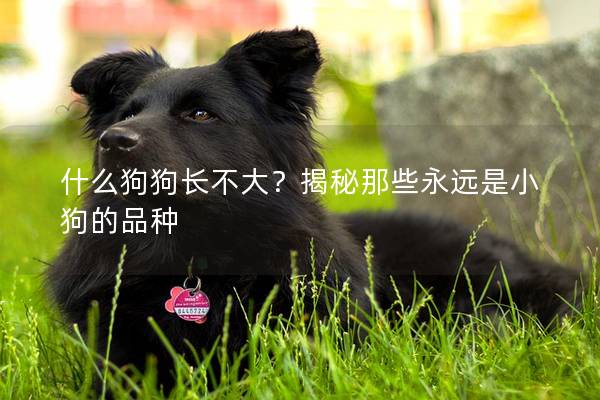 什么狗狗长不大？揭秘那些永远是小狗的品种