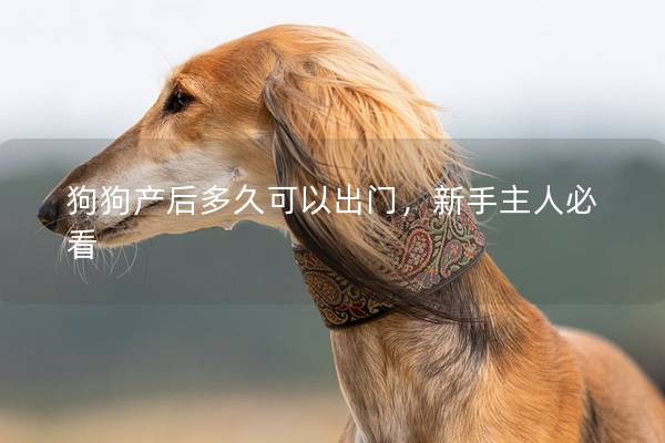 狗狗产后多久可以出门，新手主人必看