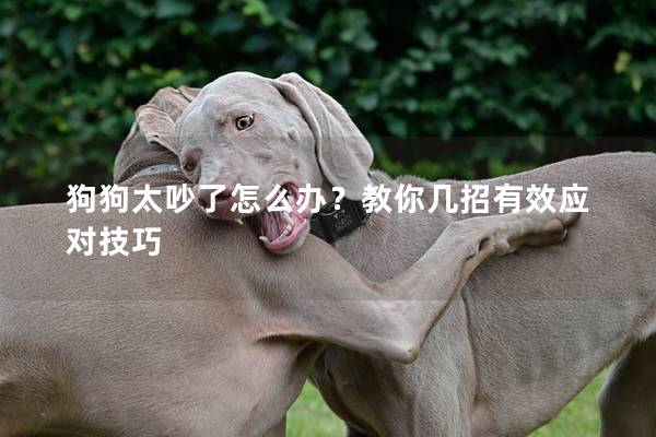狗狗太吵了怎么办？教你几招有效应对技巧
