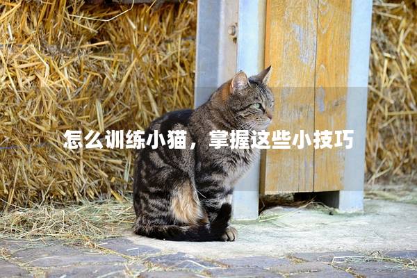 怎么训练小猫，掌握这些小技巧