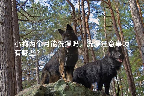 小狗两个月能洗澡吗，洗澡注意事项有哪些？