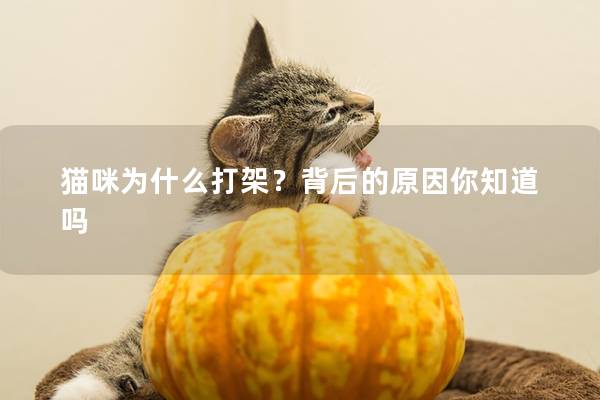 猫咪为什么打架？背后的原因你知道吗