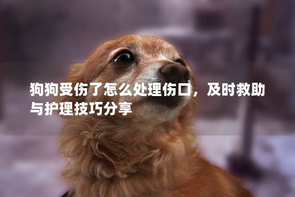 狗狗受伤了怎么处理伤口，及时救助与护理技巧分享