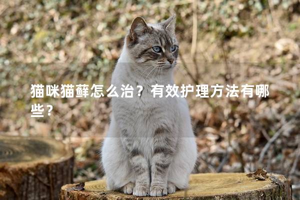 猫咪猫藓怎么治？有效护理方法有哪些？