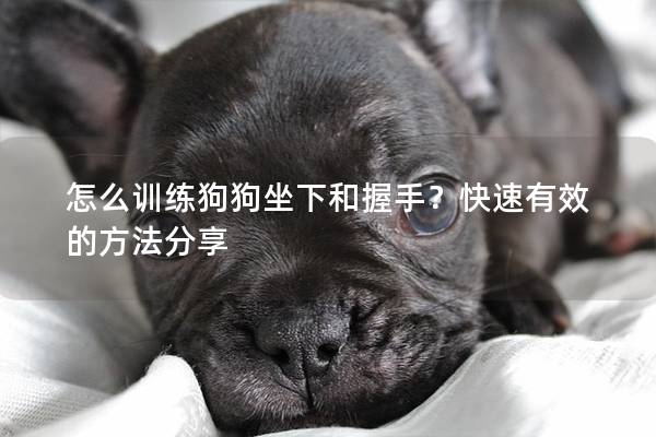 怎么训练狗狗坐下和握手？快速有效的方法分享