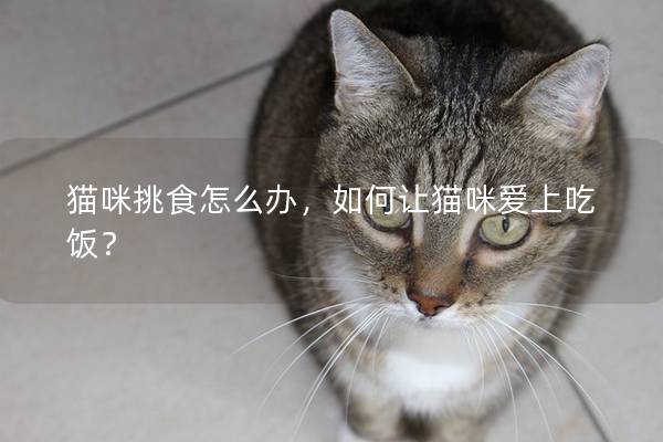 猫咪挑食怎么办，如何让猫咪爱上吃饭？