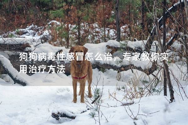 狗狗病毒性感冒怎么治，专家教你实用治疗方法
