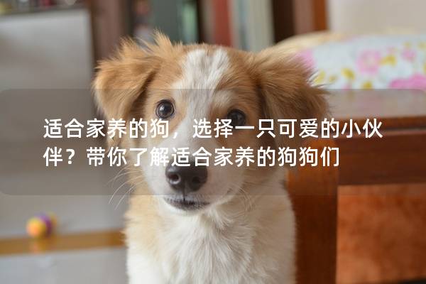 适合家养的狗，选择一只可爱的小伙伴？带你了解适合家养的狗狗们