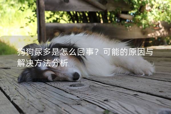 狗狗尿多是怎么回事？可能的原因与解决方法分析
