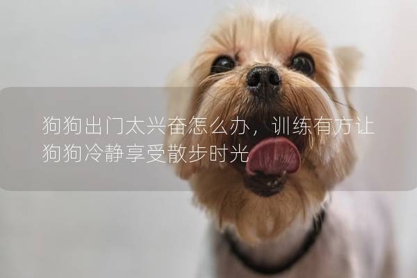 狗狗出门太兴奋怎么办，训练有方让狗狗冷静享受散步时光