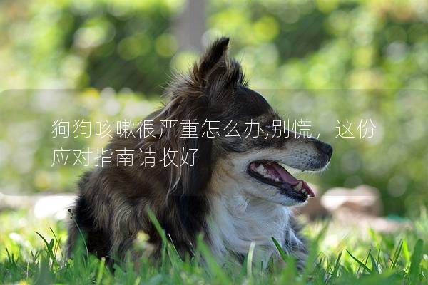 狗狗咳嗽很严重怎么办,别慌，这份应对指南请收好