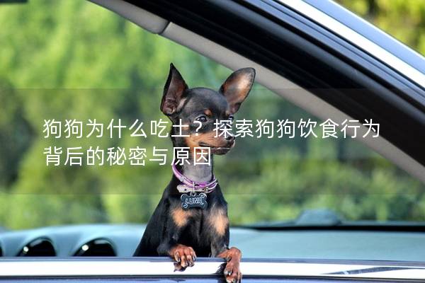 狗狗为什么吃土？探索狗狗饮食行为背后的秘密与原因