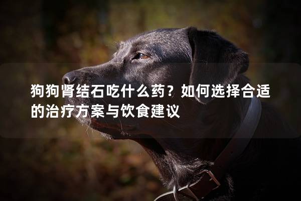 狗狗肾结石吃什么药？如何选择合适的治疗方案与饮食建议