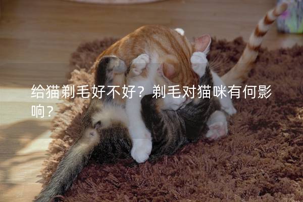 给猫剃毛好不好？剃毛对猫咪有何影响？