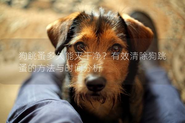 狗跳蚤多久能灭干净？有效清除狗跳蚤的方法与时间分析
