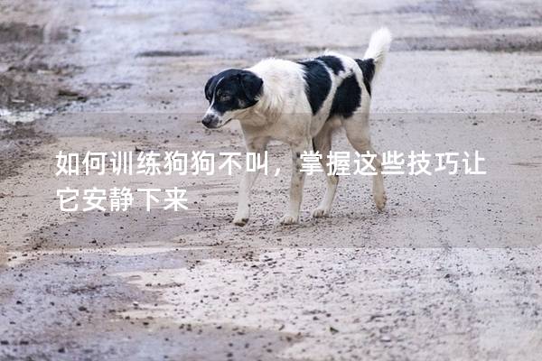如何训练狗狗不叫，掌握这些技巧让它安静下来