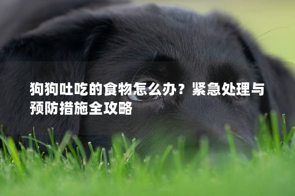 狗狗吐吃的食物怎么办？紧急处理与预防措施全攻略